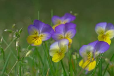 Gert Alsleben, Piano – Good Morning Spring