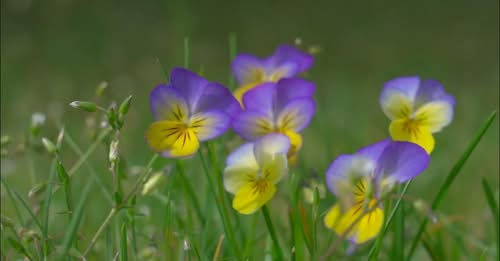 Gert Alsleben, Piano – Good Morning Spring